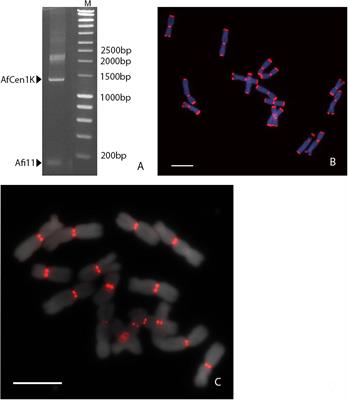 Functional <mark class="highlighted">Allium</mark> fistulosum Centromeres Comprise Arrays of a Long Satellite Repeat, Insertions of Retrotransposons and Chloroplast DNA